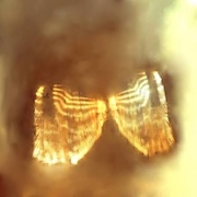 DVD/Blu-ray-Review: Million Moths - Spun